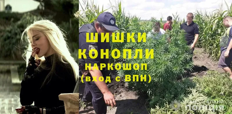 Канабис OG Kush  ОМГ ОМГ   Кукмор 